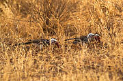Hornbill Samburu Kenya
